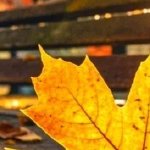 淚成河，喚母歸(全集)